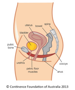 All You Need To Know About Your Pelvic Floor Facts Tips