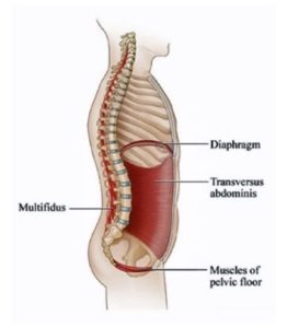 The core muscles