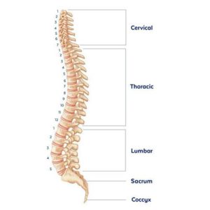 spine